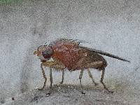 Amanita pachycolea image