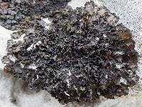 Collema latzelii image