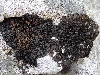 Collema latzelii image