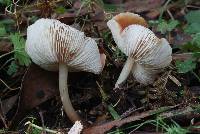 Rhodocollybia butyracea image