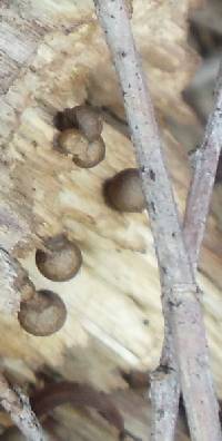 Lycogala epidendrum image