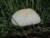 Agaricus arvensis image