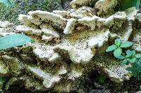 Niveoporofomes spraguei image