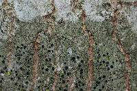 Hyperphyscia syncolla image