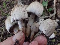 Coprinopsis romagnesiana image