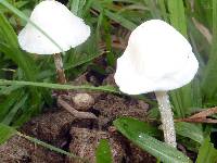 Image Associated With the Occurrence