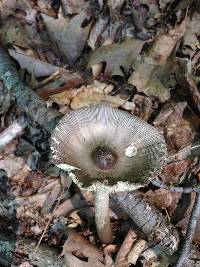Amanita magna image