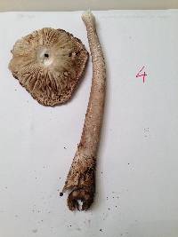 Amanita magna image