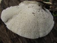 Trametes gibbosa image