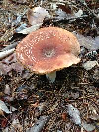 Lactarius corrugis image