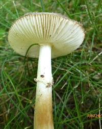 Amanita solaniolens image