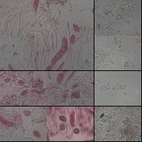 Collema latzelii image