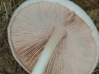 Volvariella bombycina image