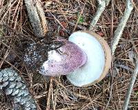 Tylopilus plumbeoviolaceus image