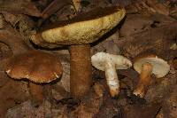 Gyroporus castaneus image