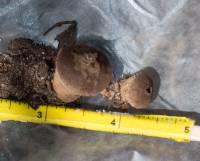Lycoperdon marginatum image