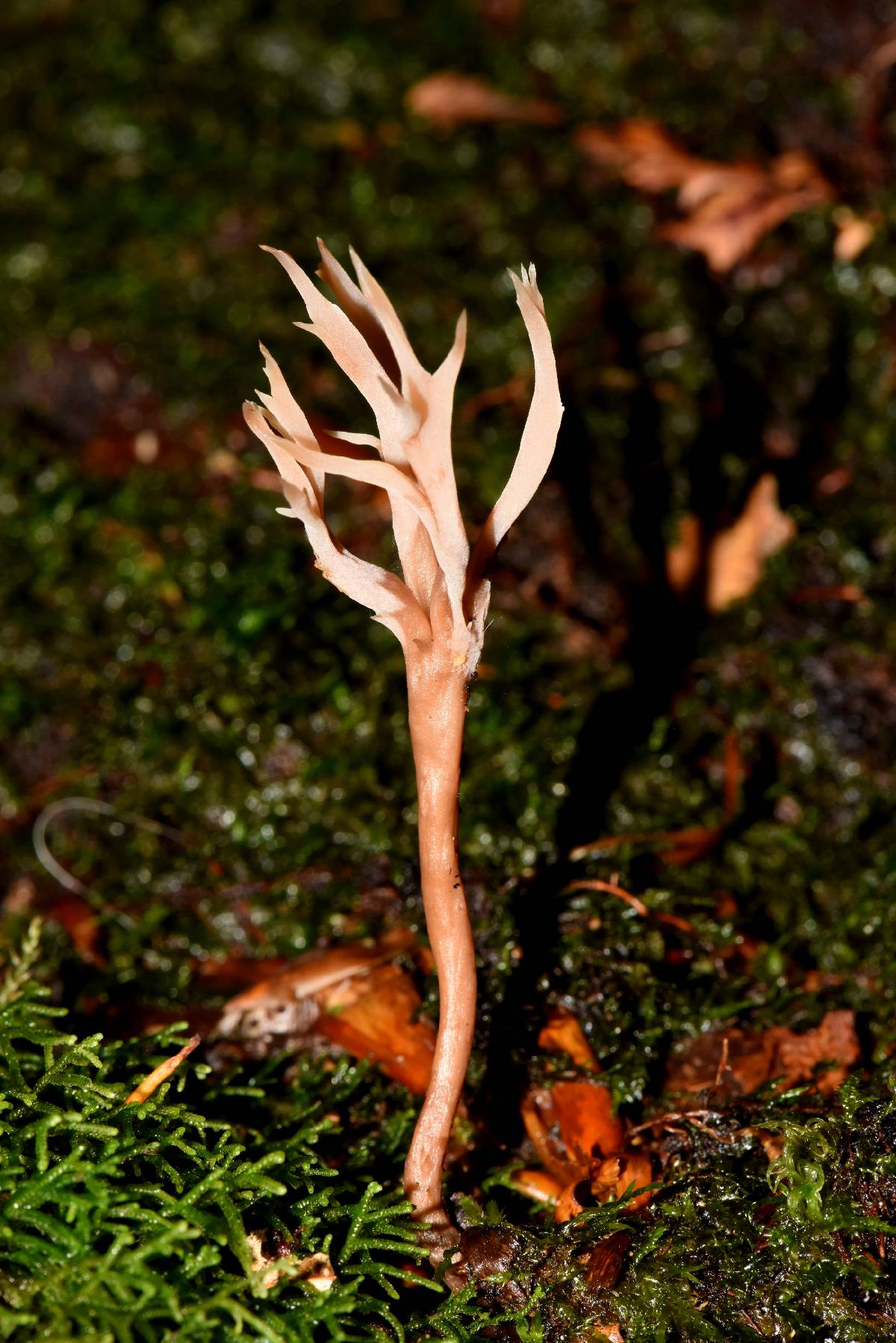 Clavulina castaneipes image