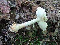 Amanita brunnescens image