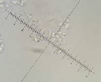 Gymnopus biformis image