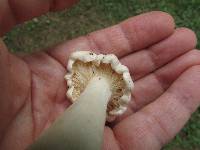 Clitopilus prunulus image