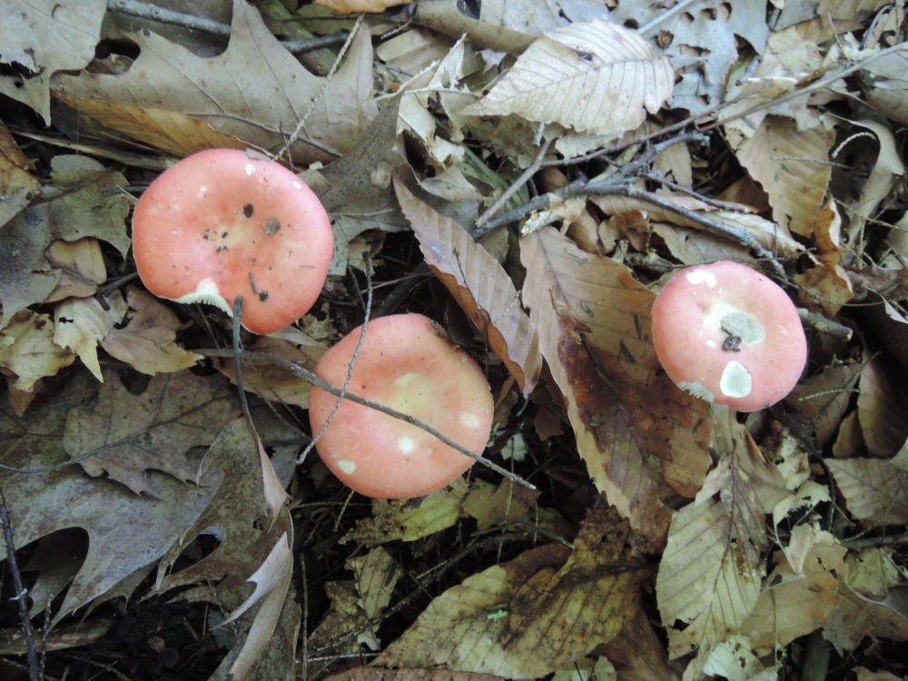 Russula nobilis image