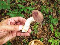 Tylopilus rubrobrunneus image