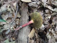 Boletus chrysenteron image