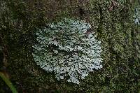 Thumbnail image of current specimen