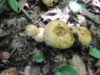 Russula fragrantissima image