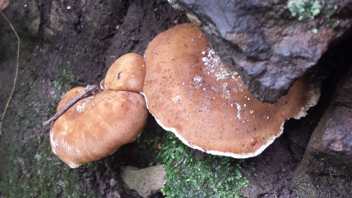 Xanthoporus syringae image