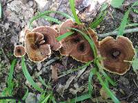 Coltricia cinnamomea image