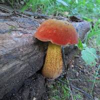 Boletus luridus image