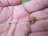 Conocybe cyanopus image