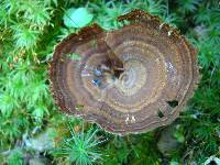 Coltricia cinnamomea image