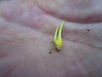 Clavulinopsis laeticolor image