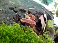 Auricularia fuscosuccinea image