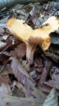 Cantharellus phasmatis image