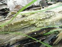 Helicogloea compressa image