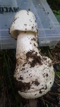 Amanita amerivirosa image