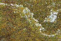 Caloplaca citrina image