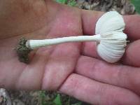 Amanita farinosa image