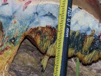 Boletus patrioticus image