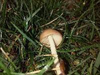 Marasmius oreades image