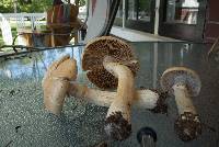 Cortinarius caperatus image