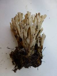 Thumbnail image of current specimen