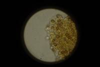 Cortinarius corrugatus image