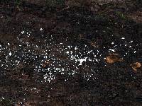 Arcyria cinerea (d3) image