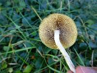 Psilocybe azurescens image