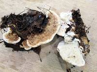 Heterobasidion annosum image