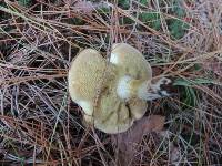 Suillus collinitus image